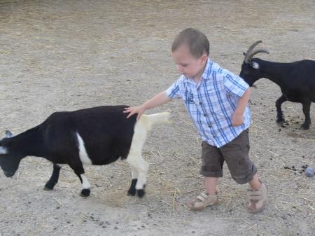 Au tour des biquettes ...